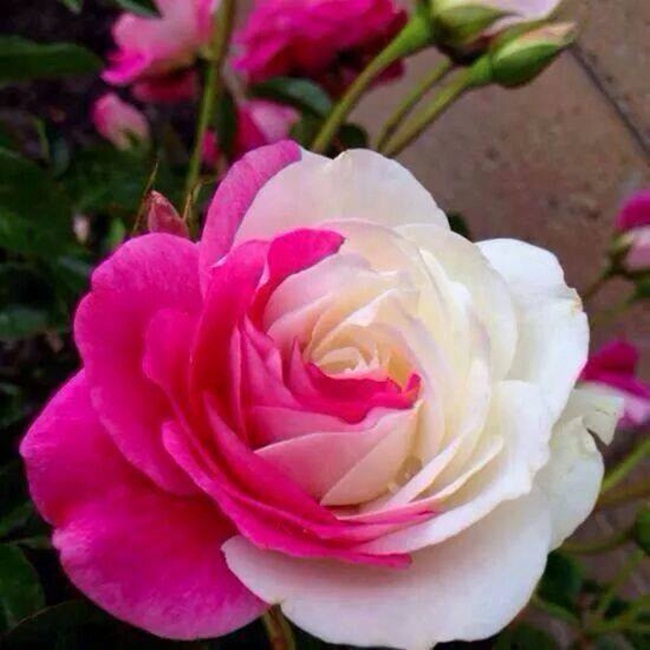 rosa-matizada