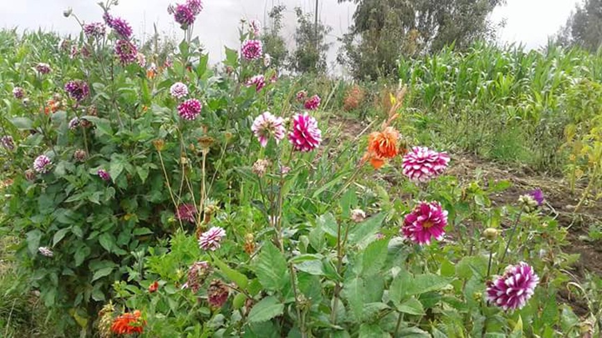 flores-5555