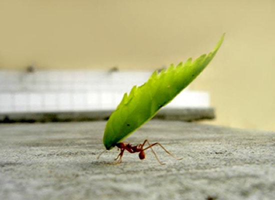 laqui-7